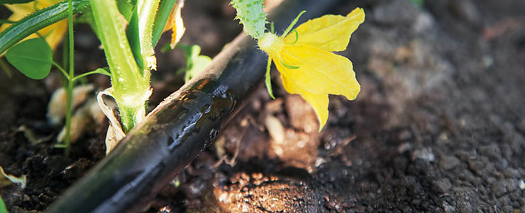 Eine automatische Bewässerung für den Garten kann viel Sorgen sparen.