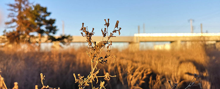 Das Baufeld Raffenstättergasse in idyllischem Abendlicht.