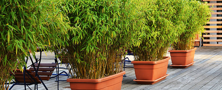 Bambus in Blumentöpfen als Sichtschutz für Balkon, Terrasse oder Garten.