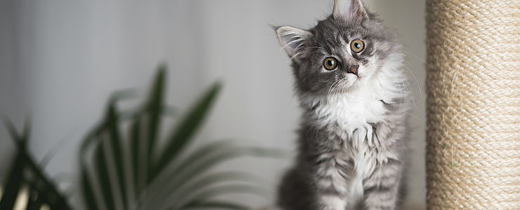 In einer katzengerechten Wohnung muss für ausreichend Beschäftigung gesorgt werden.