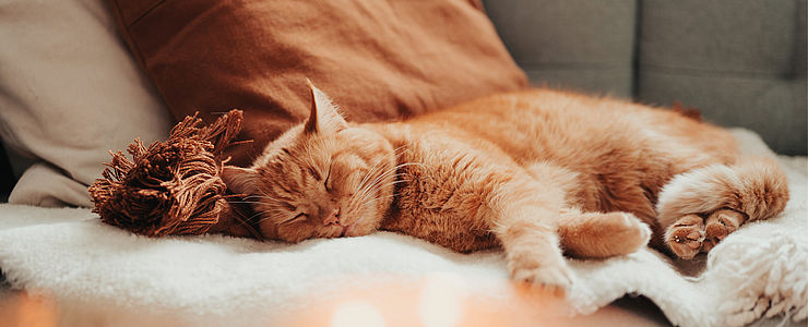 In einer katzengerechten Wohnung muss genügend Platz für Mensch und Tier sein.