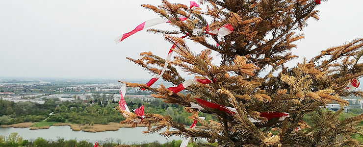 Firstbaum am Dach des Wohnbauprojektes "HOCHH(IN)AUS - Ein grünes Juwel am Wienerberg".