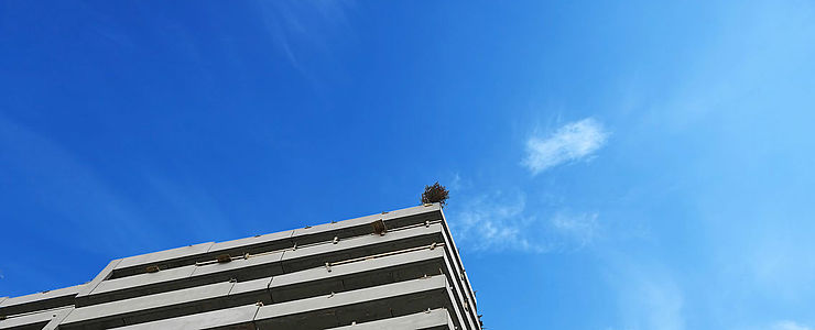 Ein Firstbaum der bei einer Gleichenfeier auf dem Dach eines Gebäudes steht.
