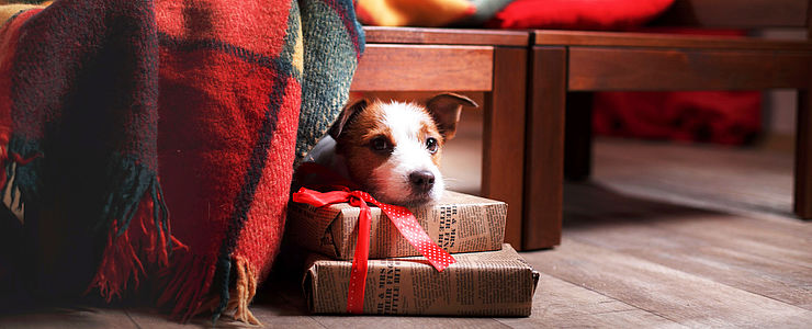 Ein Hund liegt in der Wohnung unter der Bank.