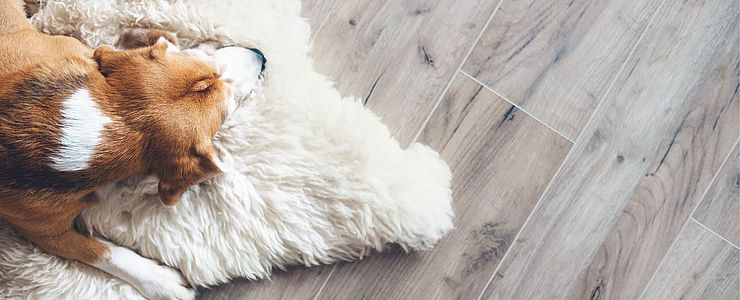 Ein Hund schläft auf einem Schafsfell am Laminatboden.