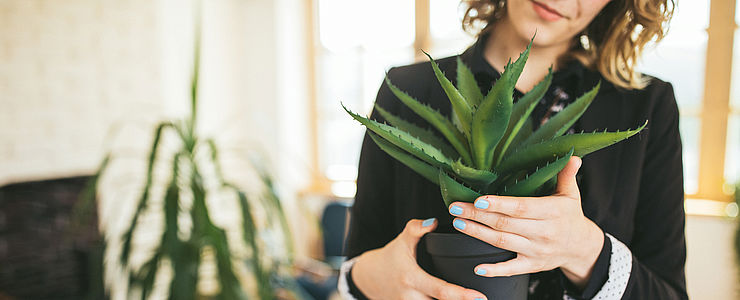 Zu den pflegeleichte Zimmerpflanzen zählt unter anderem Aloe Vera.