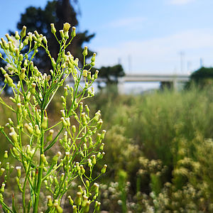 Das Mischek Baufeld in der Raffenstätterstraße im 22. Bezirk. 