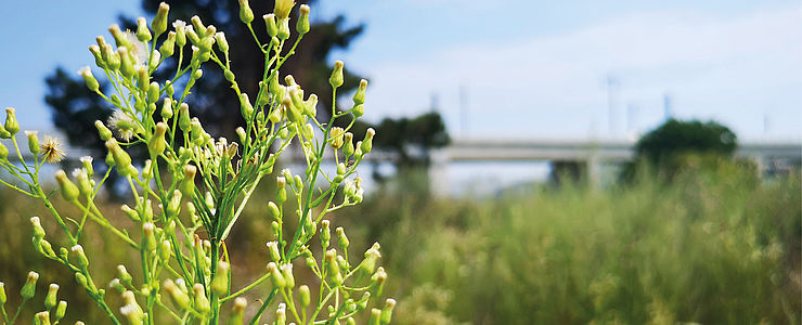 Das Mischek Baufeld in der Raffenstätterstraße im 22. Bezirk. 