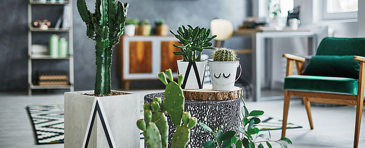 Die Trendpflanze 2019, der Kaktus fügt sich perfekt in die Wohnumgebung ein.